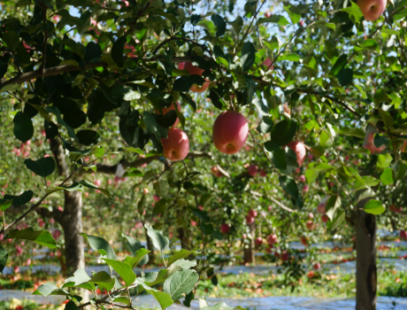 Why did we choose apple charcoal as our only charcoal ingredient?